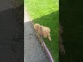 #walking🐶🐶🐶#dog Ella brown
