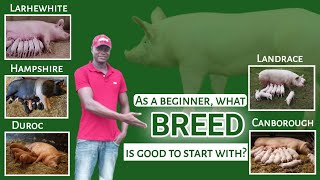 Which BREED of PIG is good to start with as a new beginner in Nigeria? by AniBusiness 4,392 views 3 months ago 16 minutes