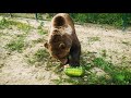 Медведь Мансур очень любит арбузы