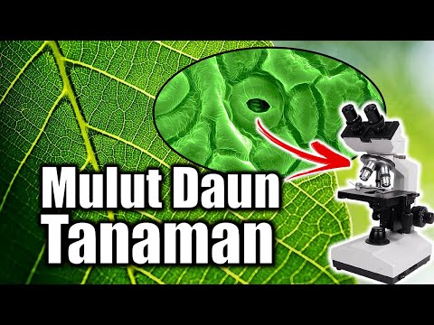 Video: Permukaan daun manakah yang paling banyak berlaku mengapa?