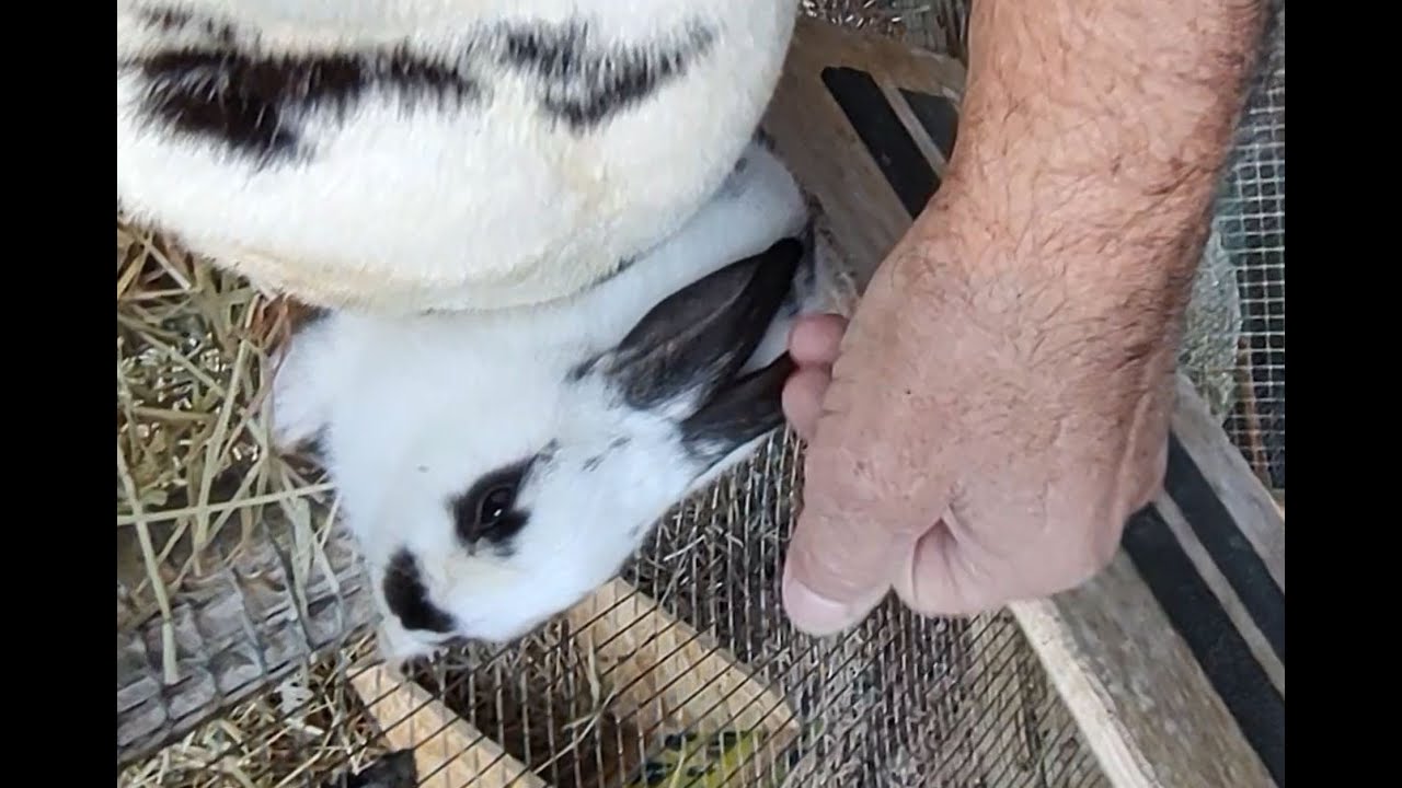 spoiled rabbits part 2 - YouTube