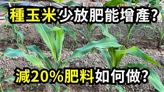 種玉米少放肥料還能增加產量，減少肥料成本，減少玉米病害的合理化施肥| 阿星種植