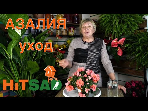 Азалия выращивание и уход -  комнатные растения с Хитсад