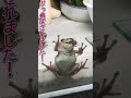 エサの取り分で揉める仲間を一喝するカエル/A boss frog who scolds his companions for feeding.
