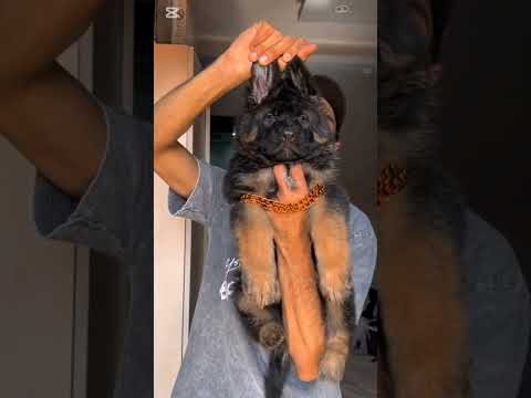 أقوى جرو جيرمن شيبرد في مصر