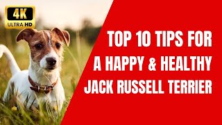 Top 10 Tips for a Happy & Healthy Jack Russell Terrier Your Guide to Optimal Canine Well Being!