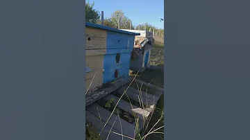 Память пчелы