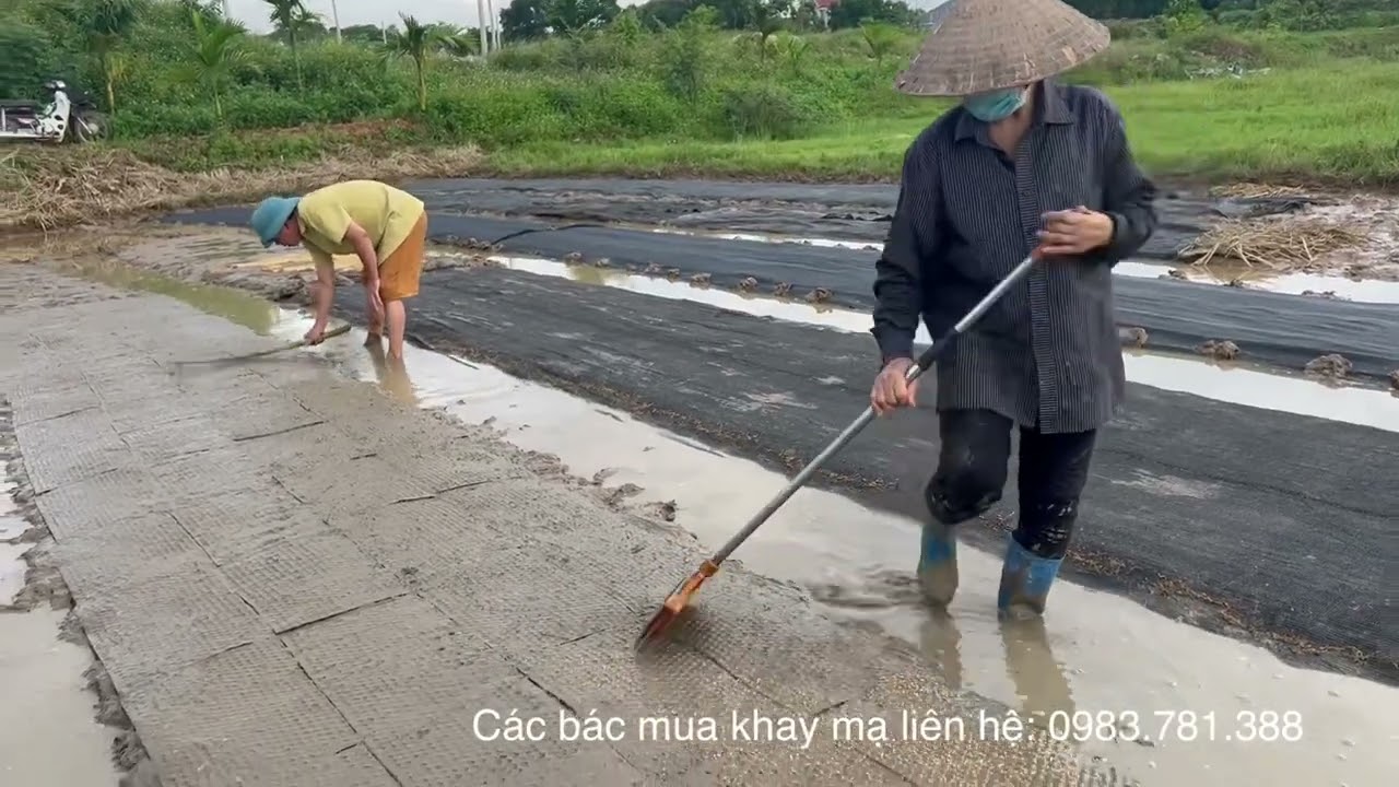 Simple and easy to do tray sowing technique. Anyone who does farming should definitely watch it.
