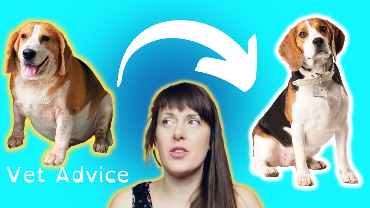 How to help my dog lose weight or avoid obesity 9 easy tips vet