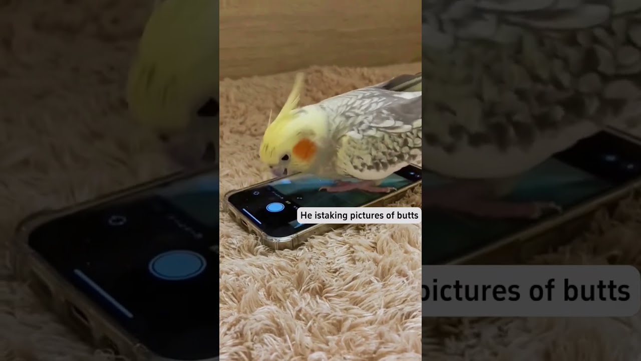 Bro Really Said Funny Funnypetslife Funnyvideo Pets Funnypetsmoments Cute Birds Parrot