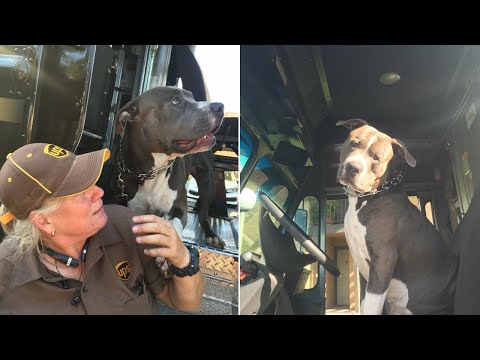 UPS Driver Adopts A Dog On Her Route After Owner Dies