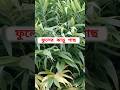 ফুলের ঝাড়ু গাছ #viralshorts #সাহিত্য_ও_দর্শন #viralvideo #grambangla #handicraft #গ্রামবাংলা