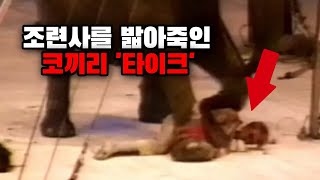 공연도중 조련사를 밟아죽이고 도심으로 탈출한 코끼리의 최후 :: 코끼리 tyke 사건