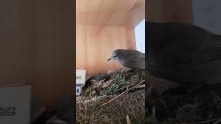 Žltochvost domový a hniezdo (Black redstart and her nest - Phoenicurus ochruros) 🐦