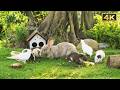 Feline Enrichment TV: Activate Your Cat's Brain & Hunting Instincts