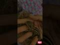 "A Girl Rescued a Stray Puppy and Took Care of It | Heartwarming Story"