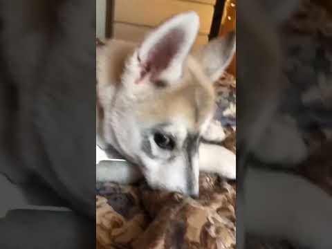 Video: Canzoni sui cani per quando hai perso il tuo cane