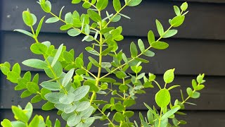 Overwintering Eucalyptus (28 October 2023)