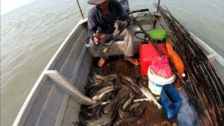 Menajur/menaut ikan sembilang(traditional fishing)