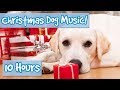 CHRISTMAS MUSIC FOR DOGS! Rudolph, Oh Christmas Tree, Joy to the World, Silent Night, Xmas for Dogs!