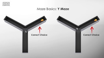 Y maze: A Study in Spatial Learning and Memory