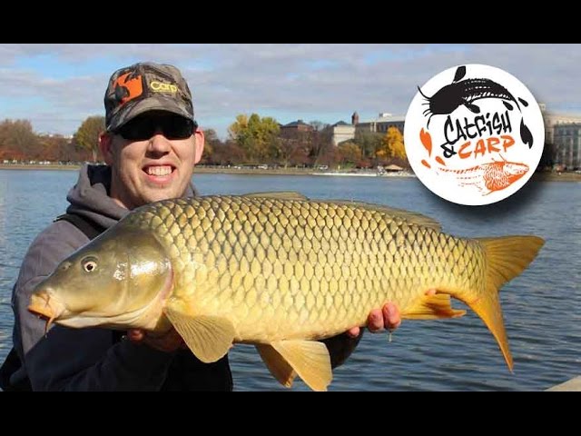 How to catch carp - carp fishing tips and techniques - carp bait 