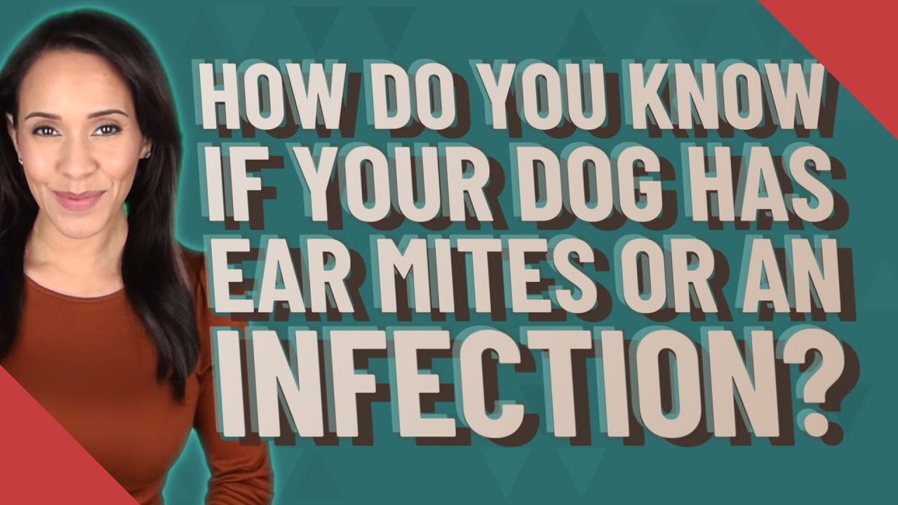 How Do You Know If Your Dog Has Ear Mites Or An Infection?