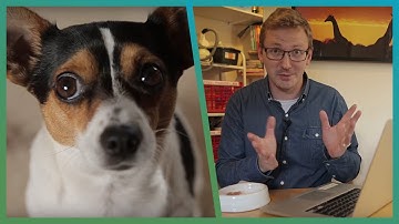 What Does Your Pet Do When Home Alone? | Cheap Shot Challenge | BBC Earth Explore