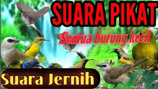 pikat semua burung kecil paling ampuh suara jernih 2022