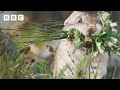 Snack-stealing pika is just too CUTE 😍 | Mammals - BBC