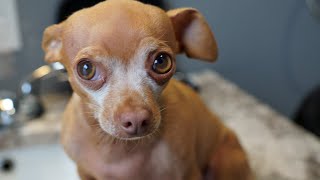 Abused Rescue Chihuahua Porter Adoption Story.  Sad Dog Crying While Waiting For His Dad to Return.