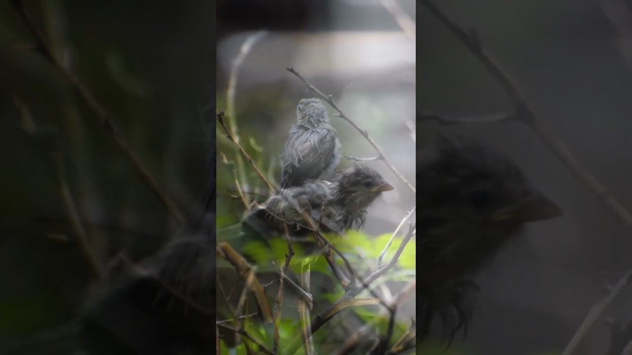 Wildlife photography। Bird photography। Paradise। 