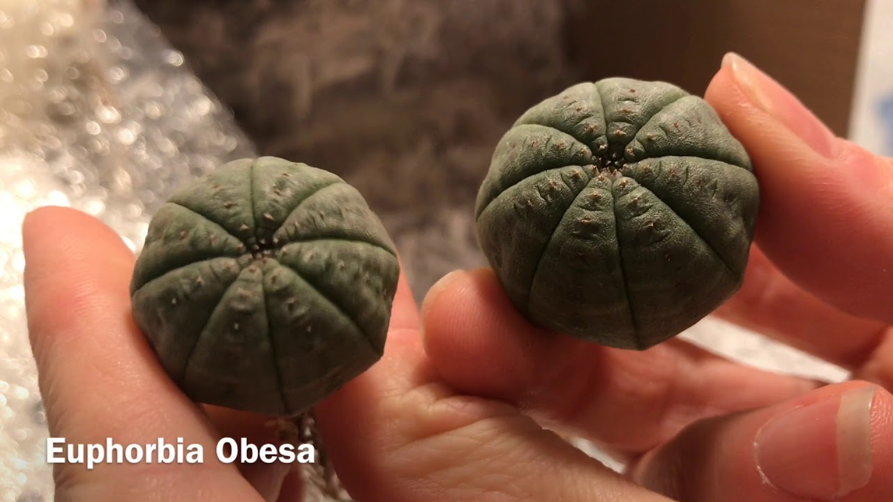 Euphorbia Unboxing Early Christmas Gifts