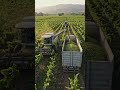 bari machine anggur mintome track bhar dety he 🍇🍇#shorts #farming #trending #veirel
