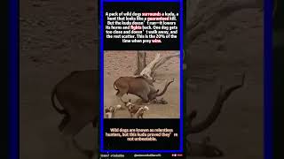 Kudu Takes Down A Wild Dog Pack: When Prey Refuses To Lose#wildlife #animals
