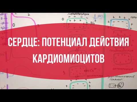 Видео: Как сердечные потенциалы действия распространяются через сердце?