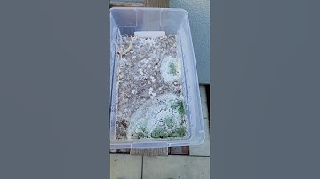 Detecting Trichoderma Trouble | 🍄🔍 | DIY Fungal Farming Tips #shorts