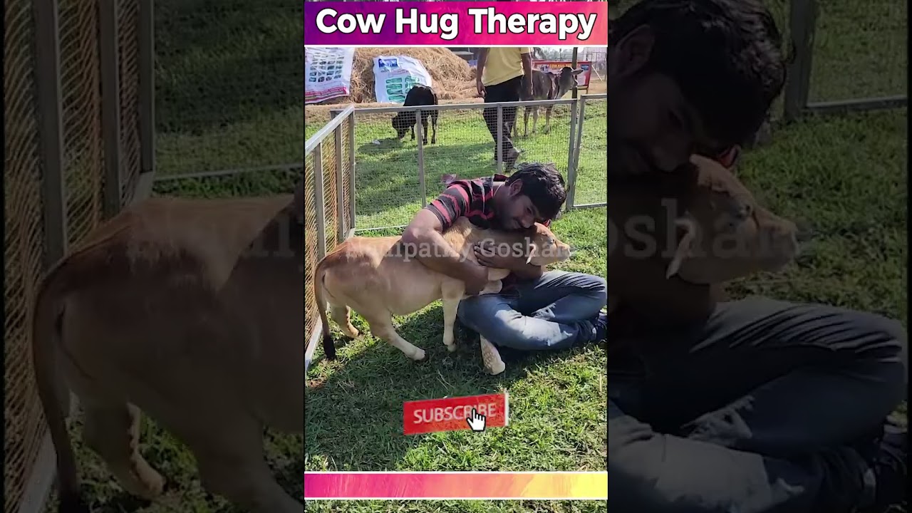 Cow hug & little cows 