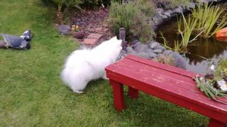 Japanese Spitz VS Plastic Bag! by Koda The Spitz 7,651 views 7 years ago 1 minute, 4 seconds