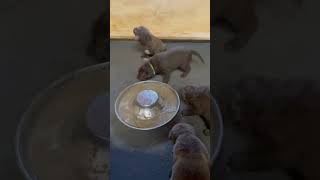 Chesapeake Bay Retriever Puppies! Dinner time! #chesapeake #puppies #puppiesforsale