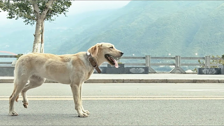 忠犬八公真实故事