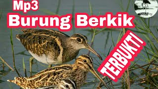 Suara pikat burung Berkik / Burcet / Punguk AMPUH Sudah terbukti sukses poin banyak