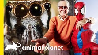 Superheroes Inspired by Super Animals and the Natural World | Animal Bites with Dave Salmoni