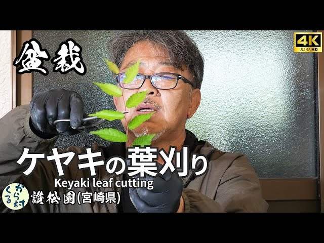 Bonsai] How to cut zelkova leaves. - YouTube