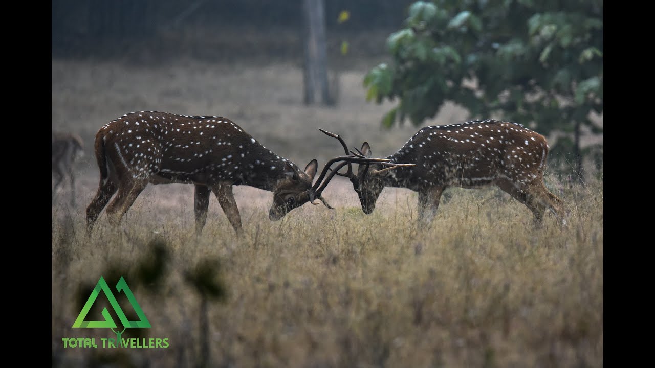 Bandhavgarh Tiger Reserve - Khitauli Zone
