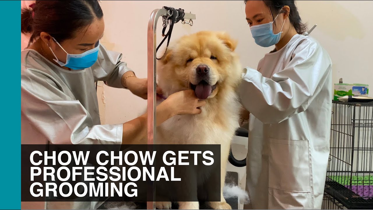 Chow Chow Got 4 Hour Long Professional Grooming | Life With Crumpet The Corgi \U0026 Butter The Chow Chow