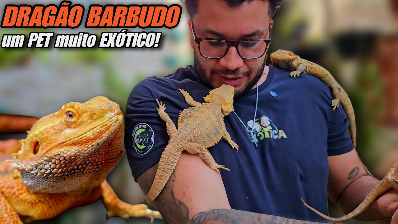 VOCÊ PODE TER UM DRAGÃO DE ESTIMAÇÃO! | CONHEÇA O DRAGÃO BARBUDO - POGONA