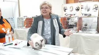Siberian bred of cats in the Forest show. International cat show WCF. expert Dr. Irina Sadovnikova by Neva Sunrise  549 views 1 year ago 6 minutes, 1 second