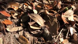 Jadera haematoloma, Harmless Florida Bug