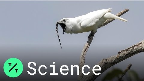 White Bellbird: Listen to the World